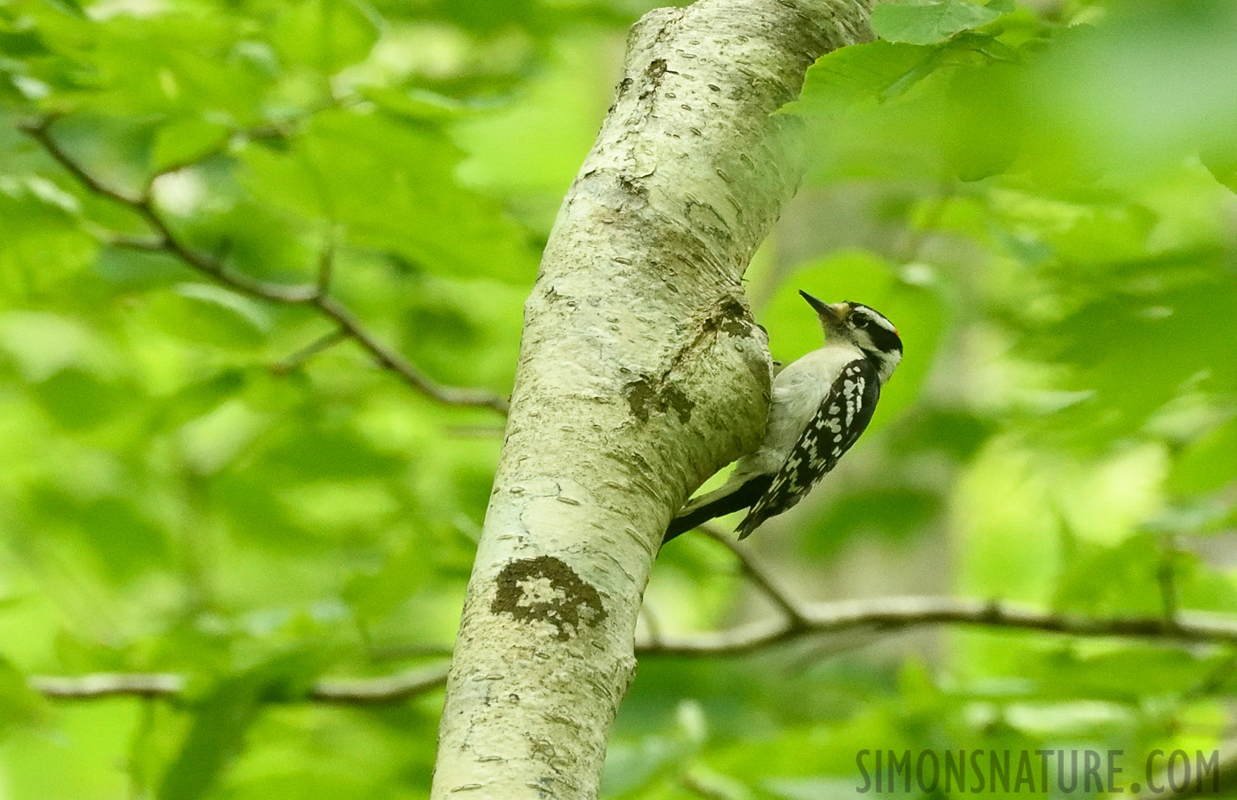 Leuconotopicus villosus villosus [400 mm, 1/200 Sek. bei f / 7.1, ISO 2000]